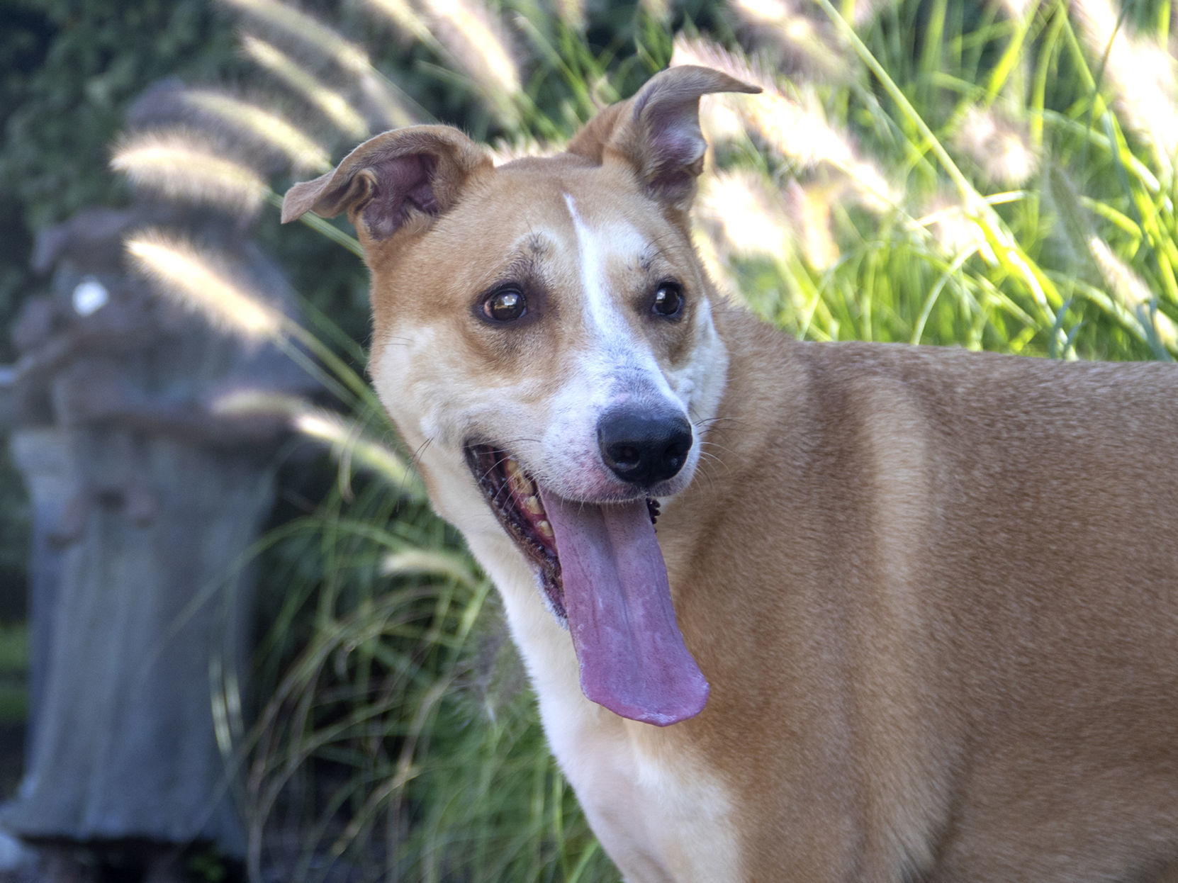 Last week's pet, still available: Charlie